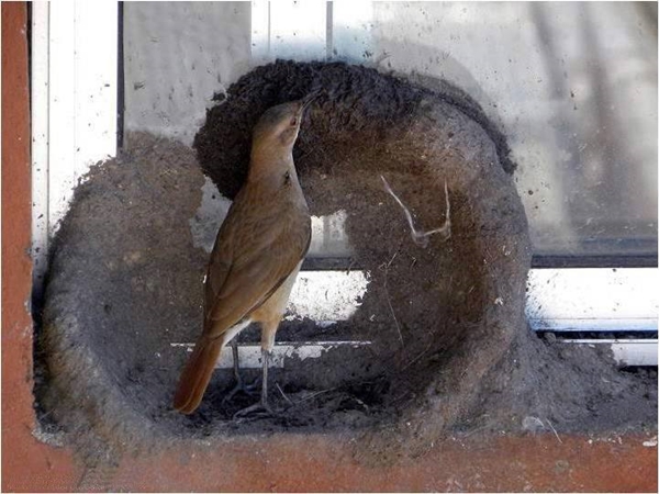 Foto - Bakın dişi kuş yuvayı nasıl yapıyor...
