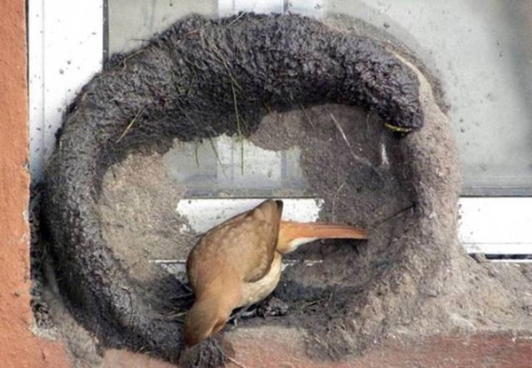 Foto - Bakın dişi kuş yuvayı nasıl yapıyor...