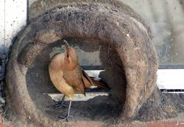 Foto - Bakın dişi kuş yuvayı nasıl yapıyor...