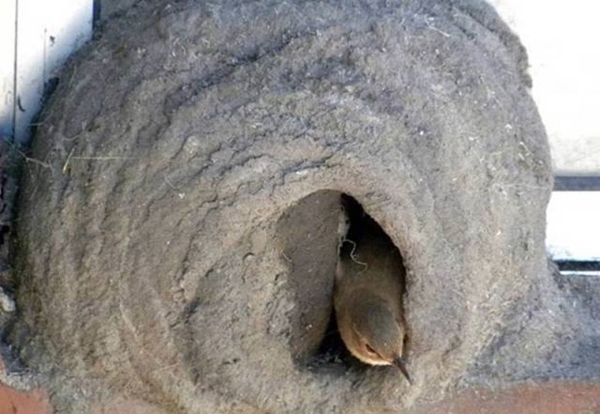 Foto - Bakın dişi kuş yuvayı nasıl yapıyor...