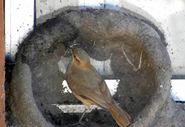 Foto - Bakın dişi kuş yuvayı nasıl yapıyor...