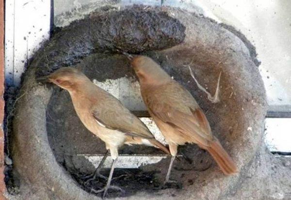 Foto - Bakın dişi kuş yuvayı nasıl yapıyor...