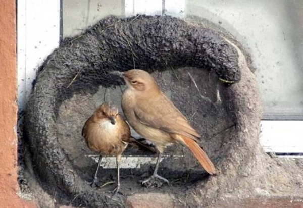 Foto - Bakın dişi kuş yuvayı nasıl yapıyor...