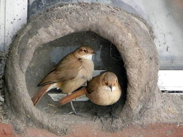 Foto - Bakın dişi kuş yuvayı nasıl yapıyor...