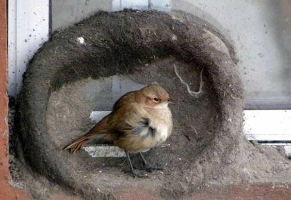 Foto - Bakın dişi kuş yuvayı nasıl yapıyor...