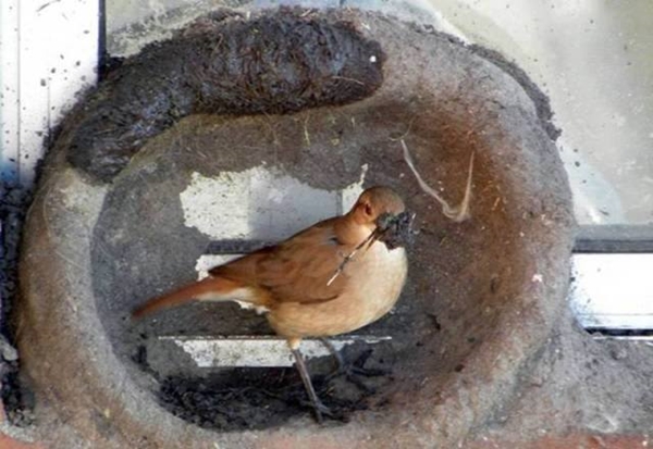 Foto - Bakın dişi kuş yuvayı nasıl yapıyor...