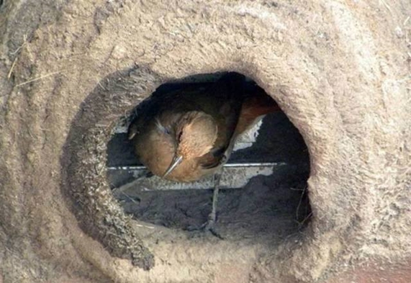 Foto - Bakın dişi kuş yuvayı nasıl yapıyor...