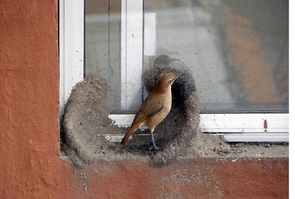 Bakın dişi kuş yuvayı nasıl yapıyor...