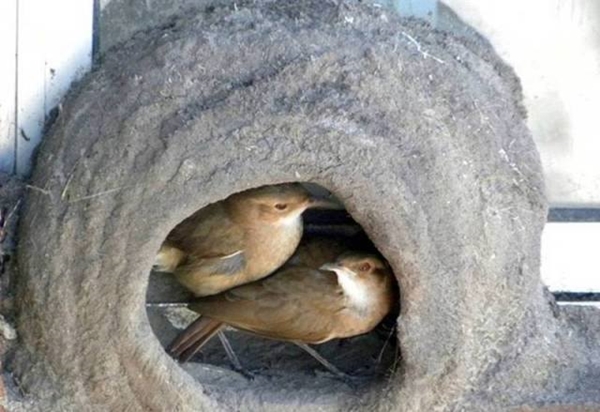 Foto - Bakın dişi kuş yuvayı nasıl yapıyor...