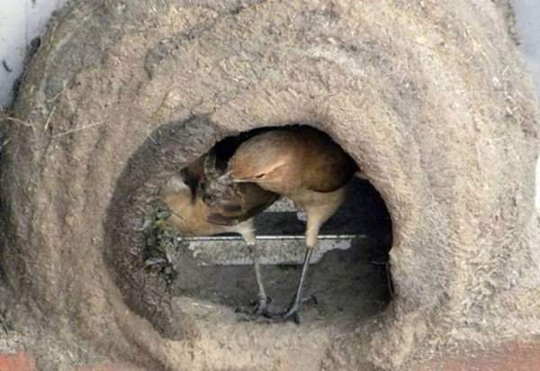 Foto - Bakın dişi kuş yuvayı nasıl yapıyor...