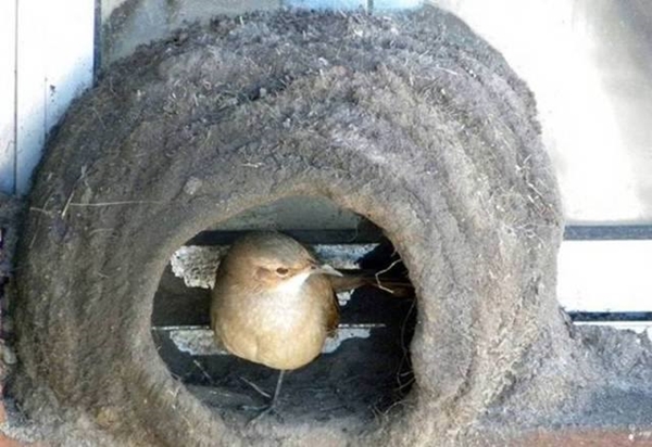 Foto - Bakın dişi kuş yuvayı nasıl yapıyor...