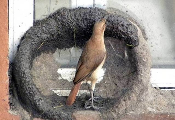 Foto - Bakın dişi kuş yuvayı nasıl yapıyor...