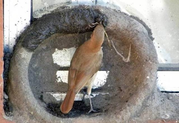 Foto - Bakın dişi kuş yuvayı nasıl yapıyor...