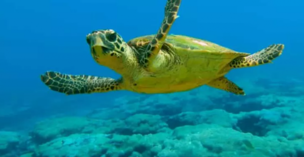 Foto - Bakın dünya Türkiye’yi nasıl tanıyor! Tek tek sıraladılar