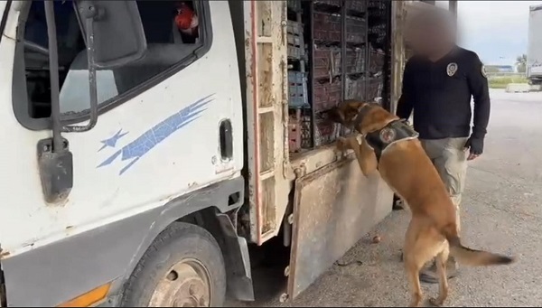 Foto - Bakın elma kasalarının içine ne gizlemişler! 