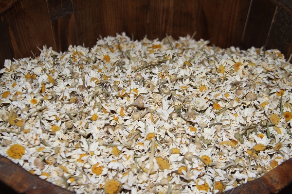 Foto - Bakın en çok hangi çay tercih ediliyor