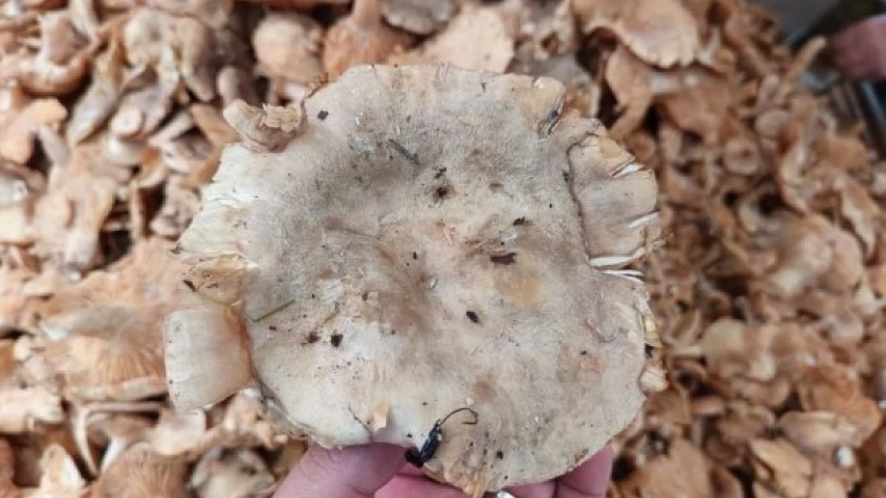 Foto - Bakın fiyatı ne kadar! O mantar türü sofraların vazgeçilmezi oldu