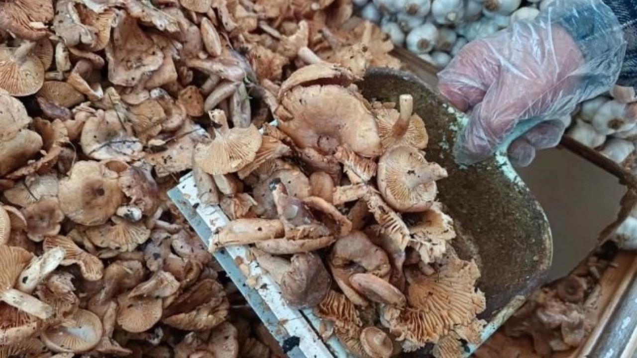 Foto - Bakın fiyatı ne kadar! O mantar türü sofraların vazgeçilmezi oldu