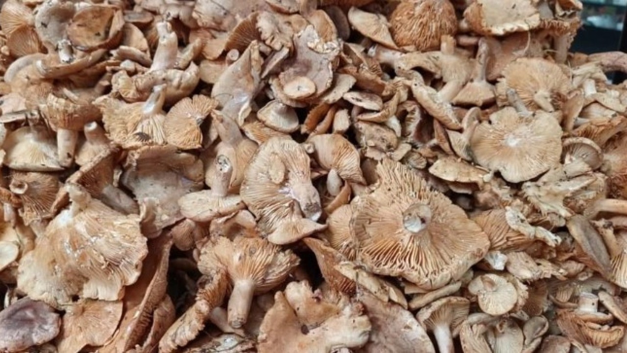 Foto - Bakın fiyatı ne kadar! O mantar türü sofraların vazgeçilmezi oldu