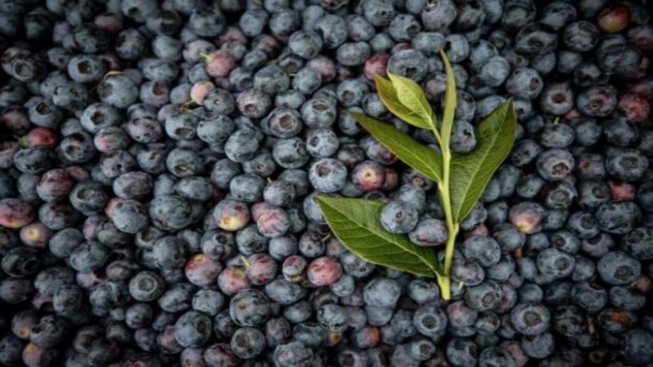 Foto - Bakın hangi hastalıklara şifa oluyor! Bu besinin faydaları saymakla bitmiyor