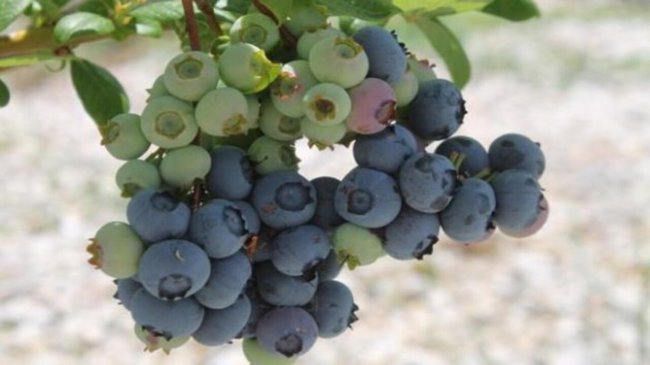 Foto - Bakın hangi hastalıklara şifa oluyor! Bu besinin faydaları saymakla bitmiyor