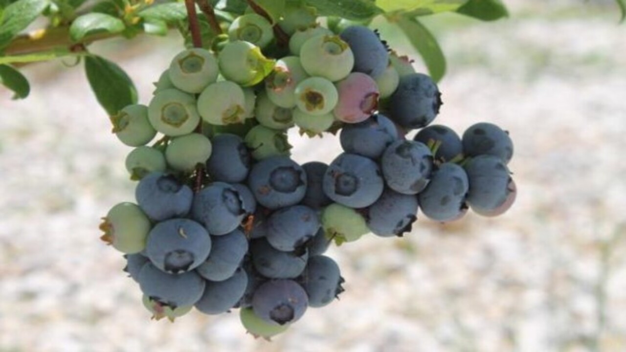 Foto - Bakın hangi hastalıklara şifa oluyor! Bu besinin faydaları saymakla bitmiyor