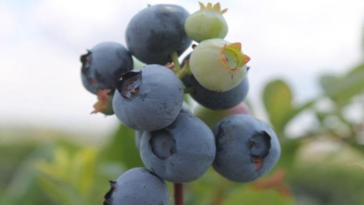 Foto - Bakın hangi hastalıklara şifa oluyor! Bu besinin faydaları saymakla bitmiyor