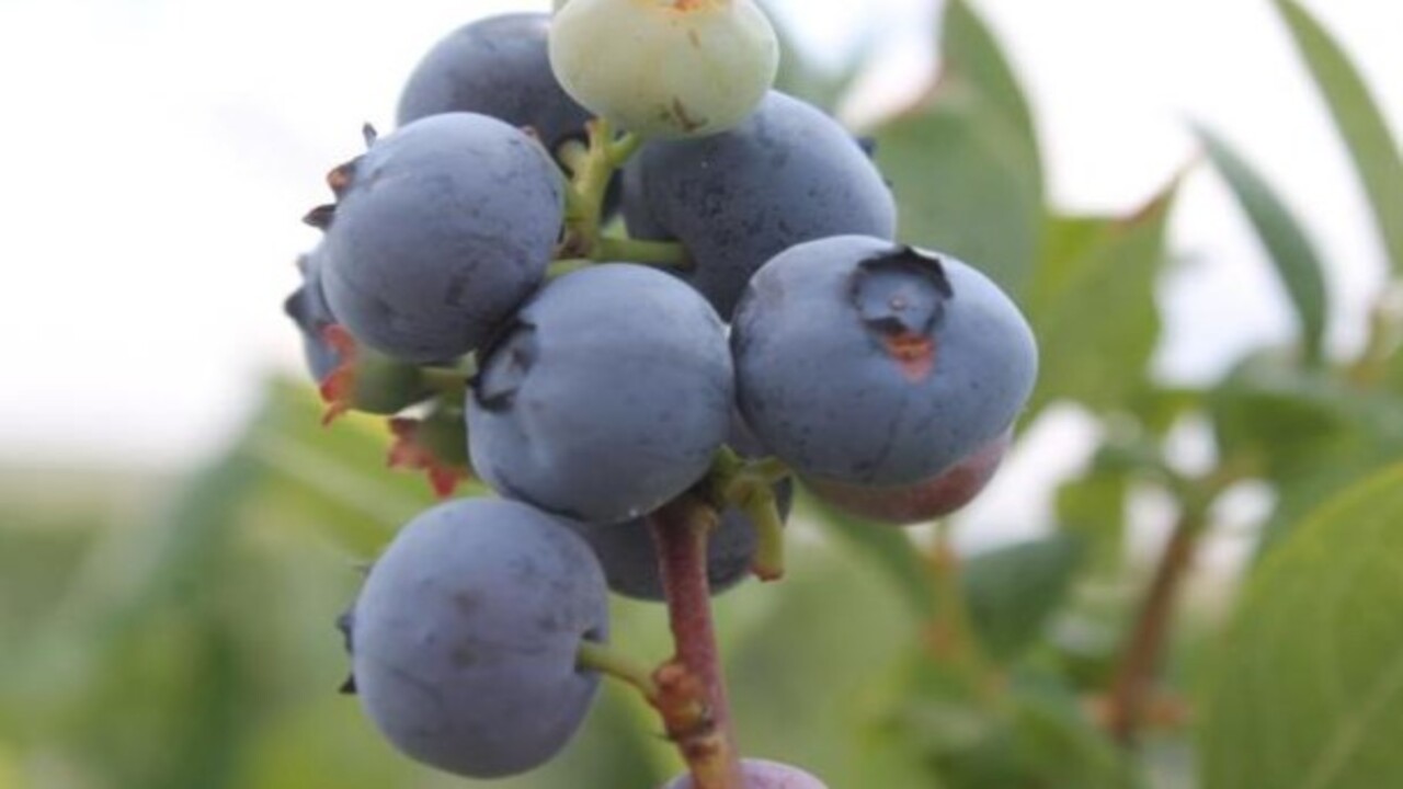 Foto - Bakın hangi hastalıklara şifa oluyor! Bu besinin faydaları saymakla bitmiyor