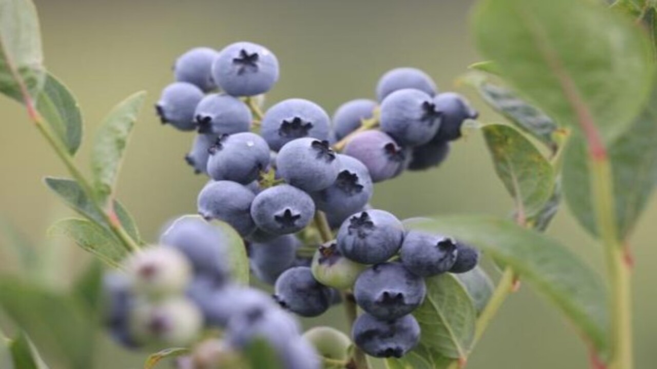 Foto - Bakın hangi hastalıklara şifa oluyor! Bu besinin faydaları saymakla bitmiyor