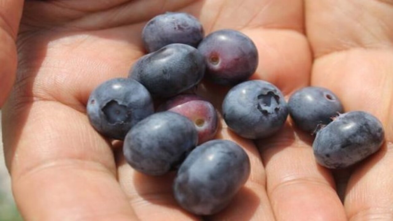 Foto - Bakın hangi hastalıklara şifa oluyor! Bu besinin faydaları saymakla bitmiyor