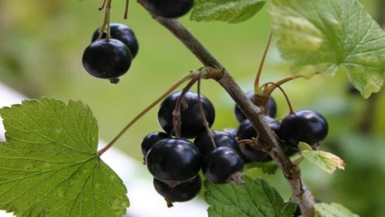 Foto - Bakın hangi hastalıklara şifa oluyor! Bu besinin faydaları saymakla bitmiyor