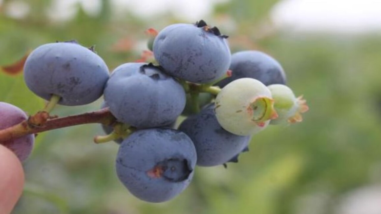 Foto - Bakın hangi hastalıklara şifa oluyor! Bu besinin faydaları saymakla bitmiyor