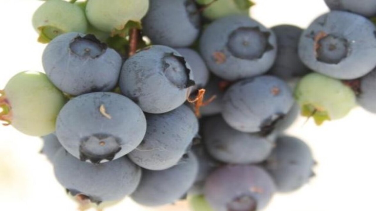 Foto - Bakın hangi hastalıklara şifa oluyor! Bu besinin faydaları saymakla bitmiyor
