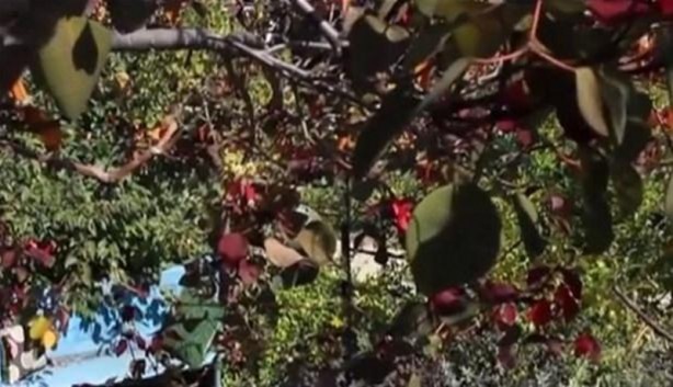 Foto - Bakın hayvanlar nasıl görüyor...