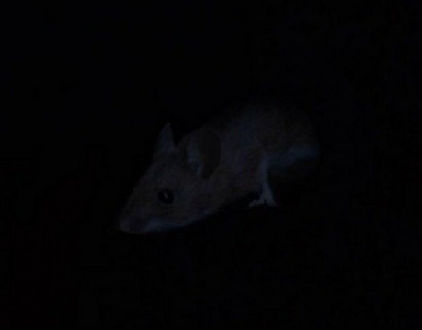 Foto - Bakın hayvanlar nasıl görüyor...