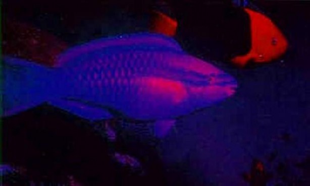 Foto - Bakın hayvanlar nasıl görüyor...