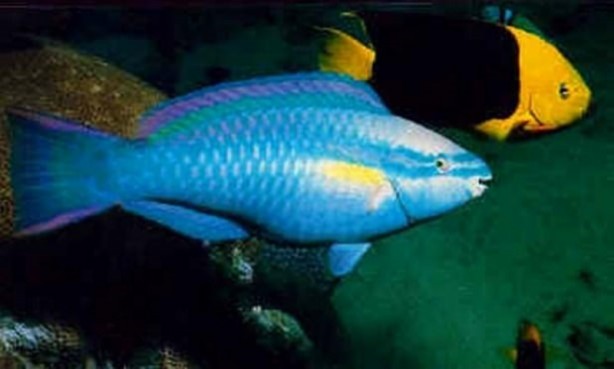 Foto - Bakın hayvanlar nasıl görüyor...