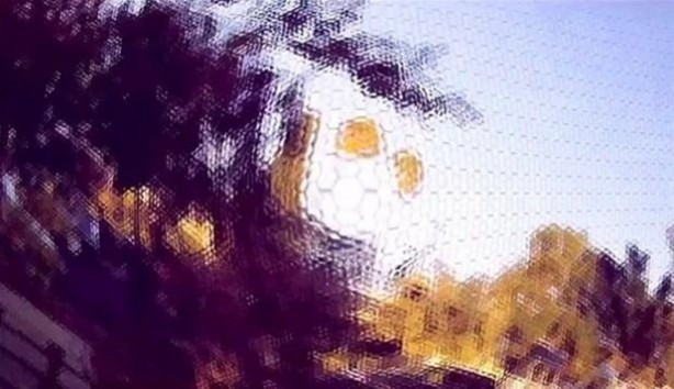 Foto - Bakın hayvanlar nasıl görüyor...