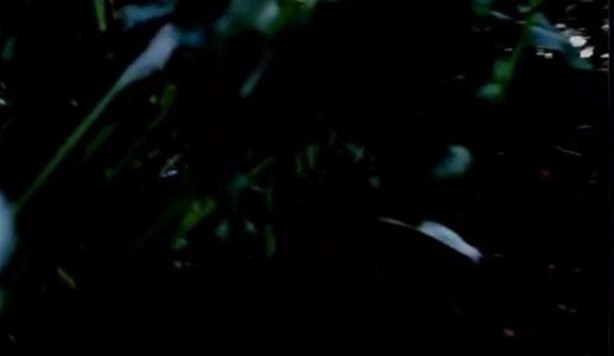 Foto - Bakın hayvanlar nasıl görüyor...