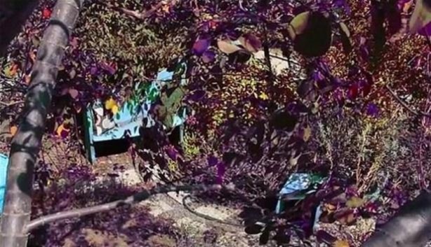 Foto - Bakın hayvanlar nasıl görüyor...