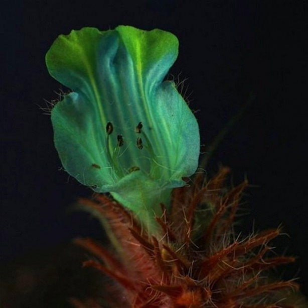 Foto - Bakın hayvanlar nasıl görüyor...