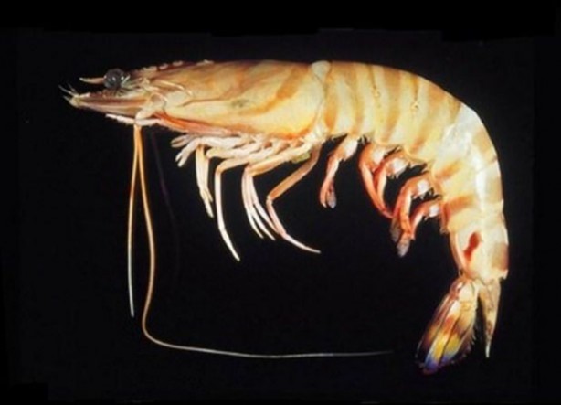 Foto - Bakın hayvanlar nasıl görüyor...