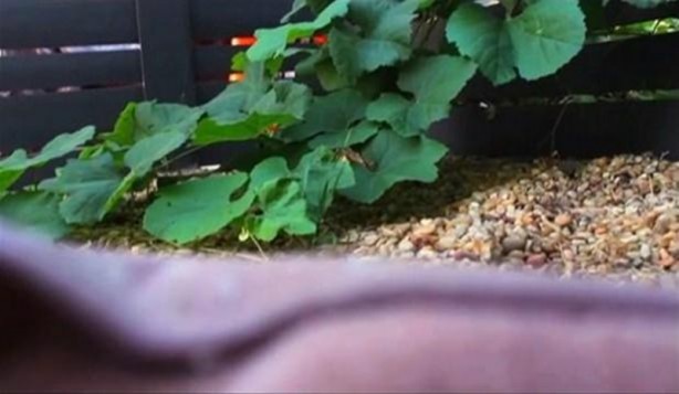 Foto - Bakın hayvanlar nasıl görüyor...