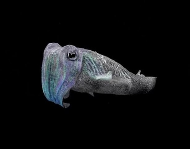 Foto - Bakın hayvanlar nasıl görüyor...