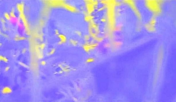 Foto - Bakın hayvanlar nasıl görüyor...