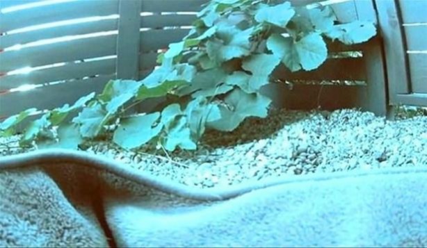 Foto - Bakın hayvanlar nasıl görüyor...