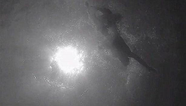 Foto - Bakın hayvanlar nasıl görüyor...