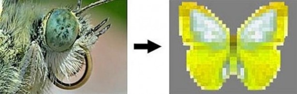 Foto - Bakın hayvanlar nasıl görüyor...