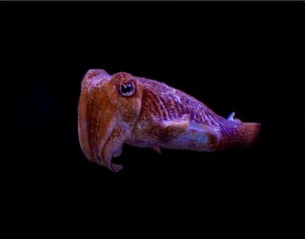 Foto - Bakın hayvanlar nasıl görüyor...