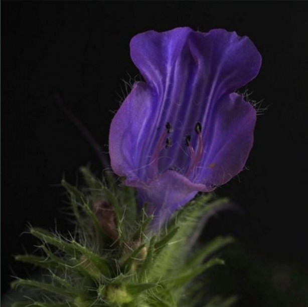 Foto - Bakın hayvanlar nasıl görüyor...